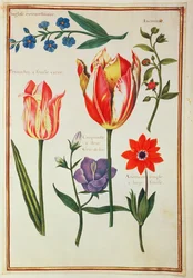 PD.109-1973.f39 Estudos de flores